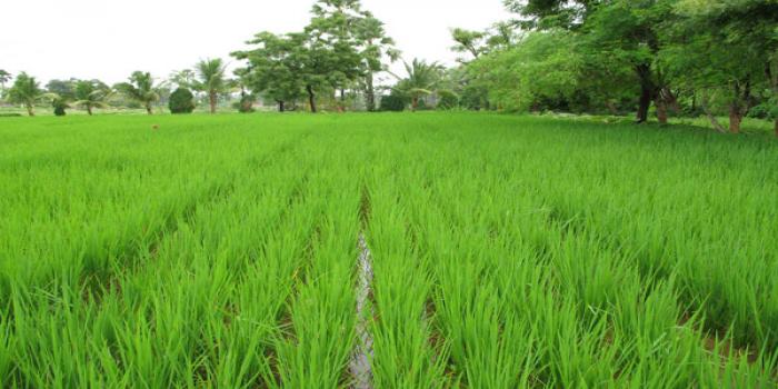 Role of Micronutrient in Rice Cultivation | Agri Care