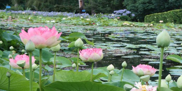 Lotus Cultivation A Potential Field of Earning Agri Care