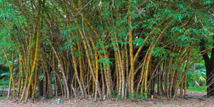 Bamboo Cultivation for sustainable income | Agri Care