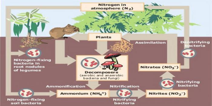 Biofertilizers - Types & their application | Agri Care