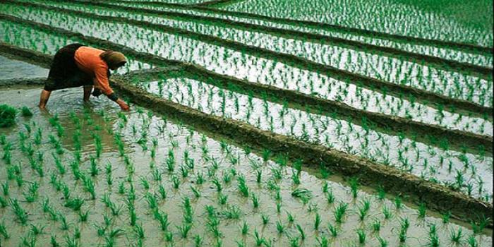 rice | Agri Care